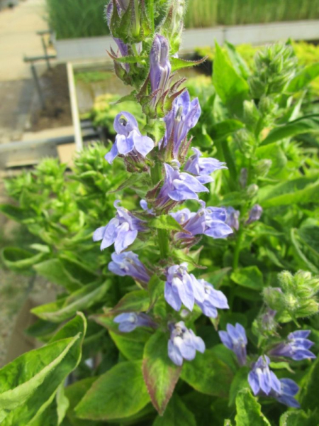 Preview: Wasserpflanze blaube Lobelie